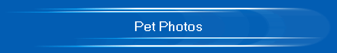 Pet Photos