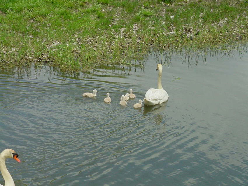 DSC00773