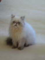 Heres fuzzy Fritz