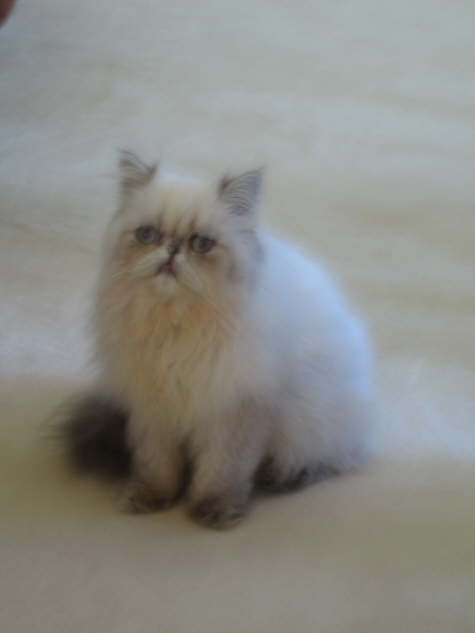 Heres fuzzy Fritz