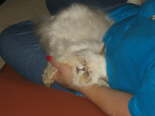 Fritz asleep on Pat's lap
