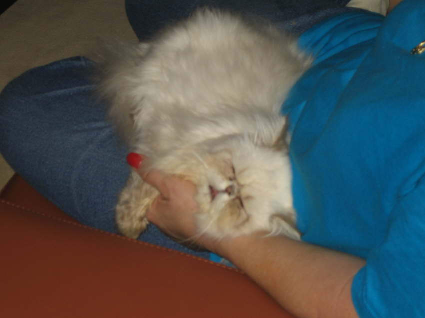 Fritz asleep on Pat's lap