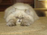 Fritz asleep