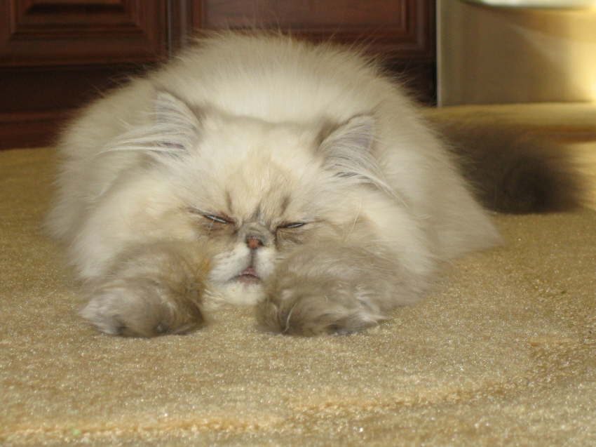 Fritz asleep